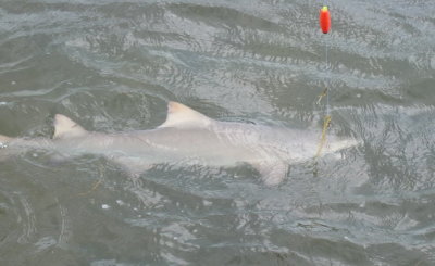 What eats Drum, sea trout, snook, etc.  A four foot requiem shark on the hook.