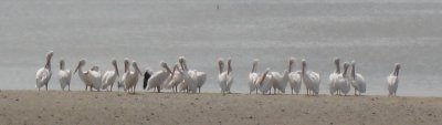 White pelicans, running to 9 feet in wing span; brown cousins dominate.