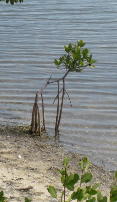 Mangrove sapling getting started in the salt.  The roots put leaves above the salt; and bring air via stalks.