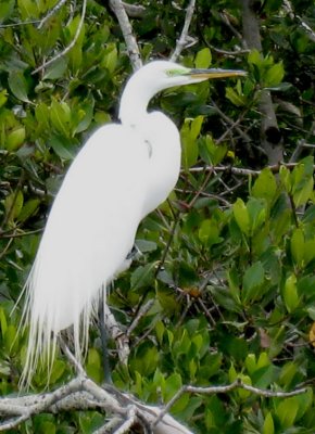 Egret resting; hell of a place for birds in quantity