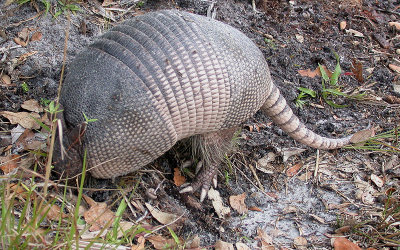 Armadillo