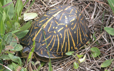 Florida Box Turtle - male