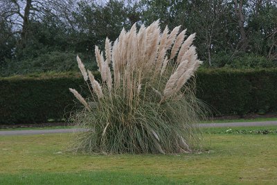 Pampas Grass