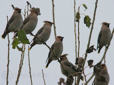 Waxwing