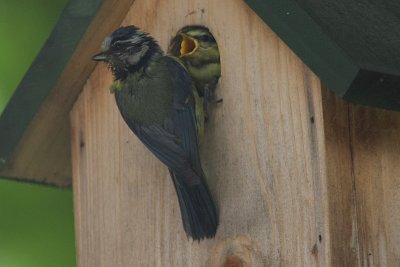 Blue Tit