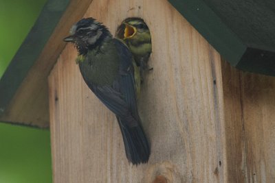 Blue Tit