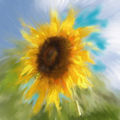 Sunflower