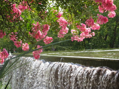 Flowering tree and fountain