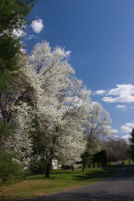 April Showers Bring April Flowers
