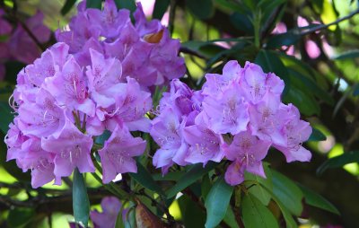 Rhododendron