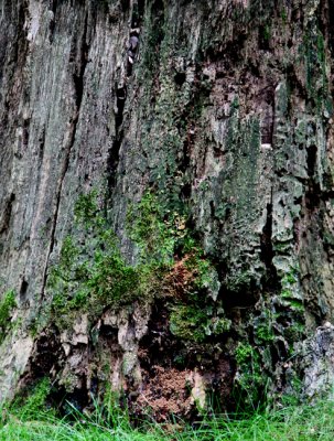 Moss and Bark