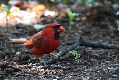 Back yard Cardinal