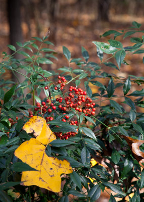 Leaves and berries
