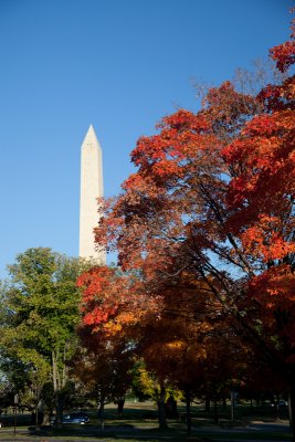 Icon in the Fall