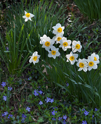 More spring flowers