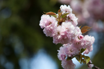 Flowering tree