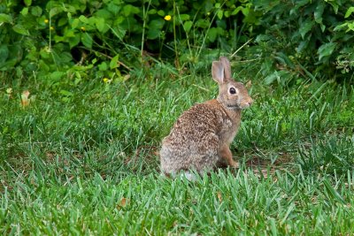 Local Rabbit