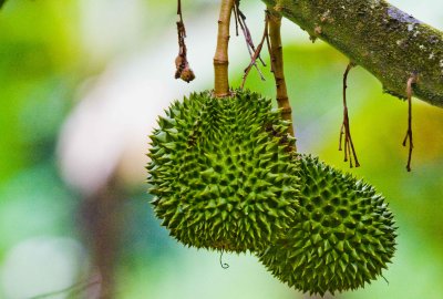 hanging durians