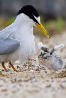 little tern mom and chick