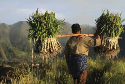 spring onion farmer