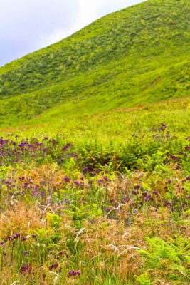 lavendor field