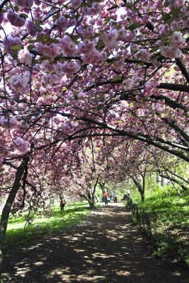 sakura in central park