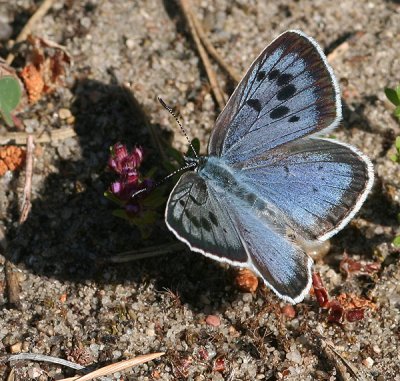 Swedish Blue Butterflies (Polyommatini)
