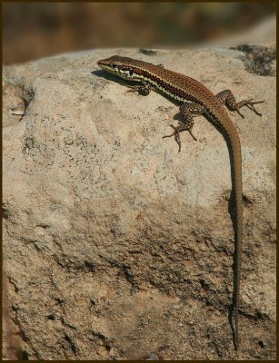 Troodos Wall Lizard   (Lacerta troodos).jpg