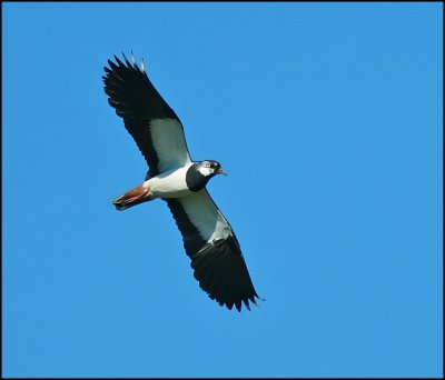 Lapwing, Tofsvipa, Vanellus vanellus