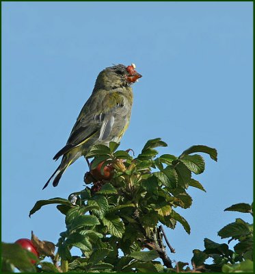 Greenfinch, Grnfink   (Carduelis chloris).jpg