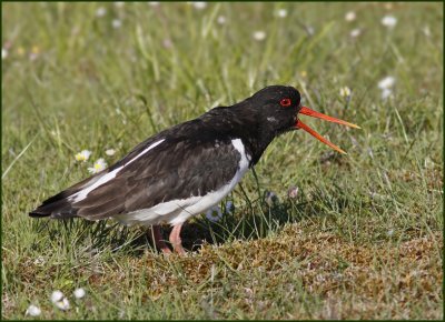 Oystercatcher, strandskata,   (Haematopus ostralegus).jpg