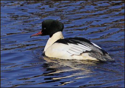 Goosander, Storskrake, Mergus merganser