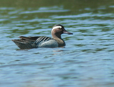 Birdlife in Cyprus