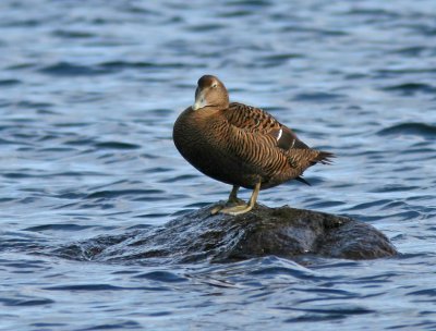 Eider female, Ejderhona   (Somateria mollissima) 2.jpg