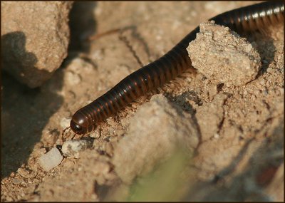 Insects, Amphibians, Reptiles and Flowers in Cyprus