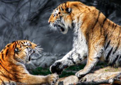 Tiger Play.jpg