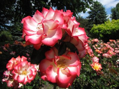 Bouquet de floribundas