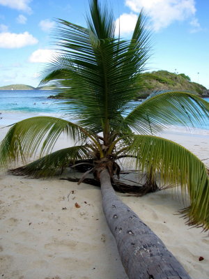 Un palmier s'allonge sur la plage de Trunk Bay