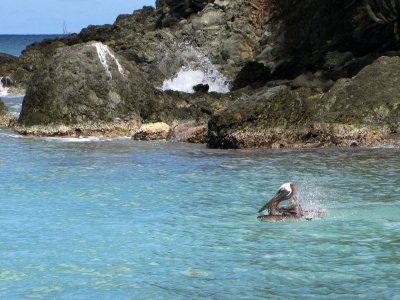 Un plican prend son bain