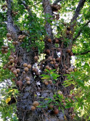 Arbre Boulet de canon (Couroupita guianensis)