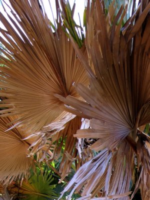 Feuilles du palmier Coripha umbraculifera