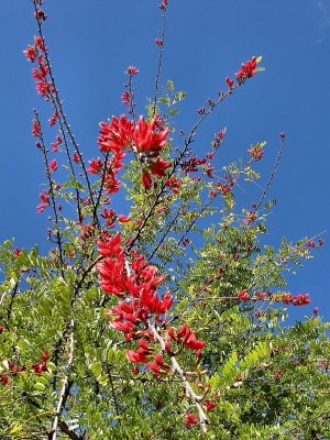 Bois Kwaib, l'arbre  fleurs national de la Dominique