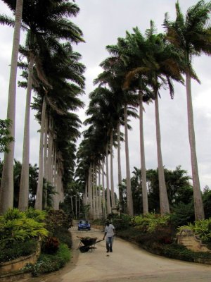 Alle de palmiers royaux