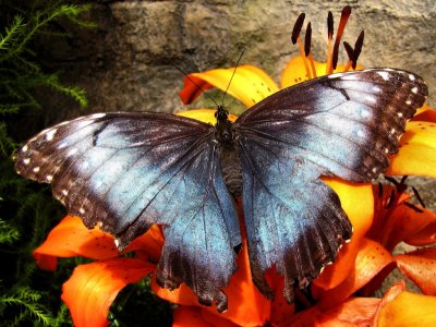 Papillons