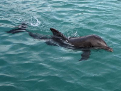 Un jeune dauphin, recrue de la Dolphin Academy