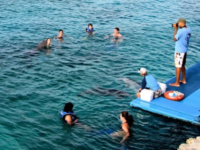 Un groupe prend contact avec les dauphins