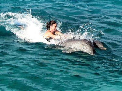 Une promenade dorsale avec les dauphins