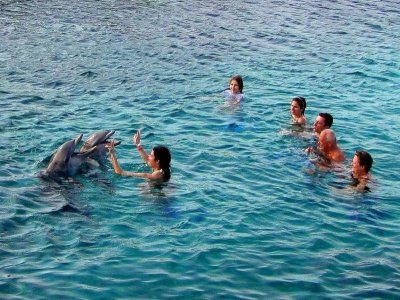 Apprentissage des signaux aux dauphins
