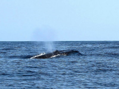 Une baleine reprend son souffle