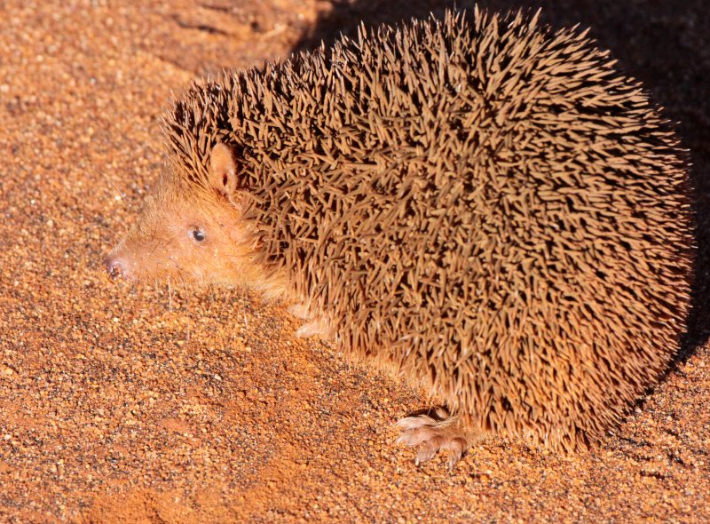 INSECTIVORA - TENREC - LESSER HEDGEHOG TENREC - ECHINOPS TELFAIRI - BERENTY RESERVE MADAGASCAR (61).JPG